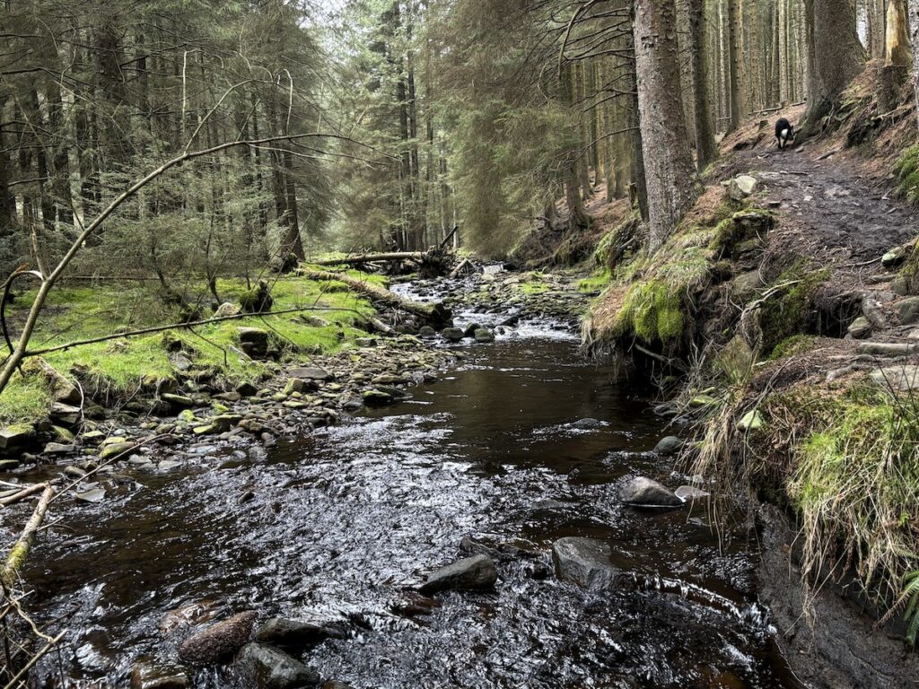 gorgeous remote woodland with an idyllic river running through it